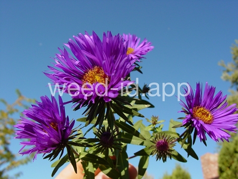 aster, New England